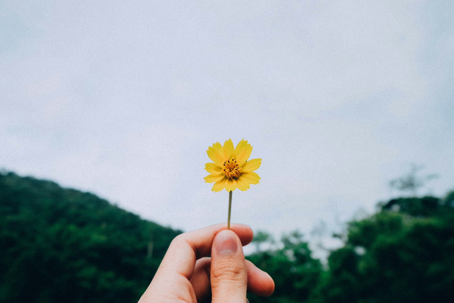 a hand holding up a yellow flower. this post is about a bpd episode.